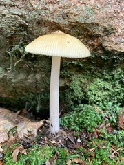 Amanita sinicoflava