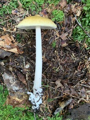 Amanita sinicoflava