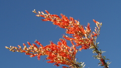 Fouquieria splendens splendens