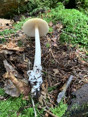 Amanita sinicoflava