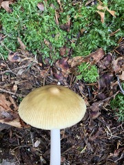 Amanita sinicoflava
