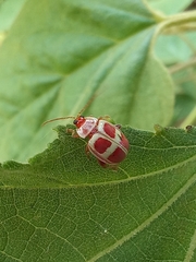 Asphaera discicollis