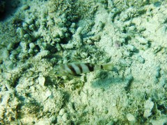 Serranus hepatus