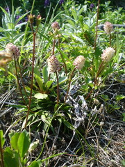 Tofieldia coccinea