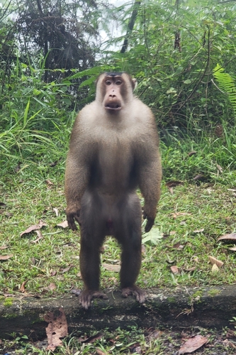 ミナミブタオザル