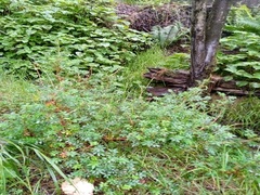 Smilax aspera