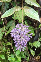 Dissochaeta divaricata