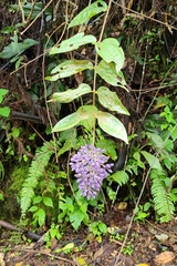 Dissochaeta divaricata