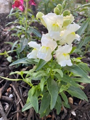 Antirrhinum