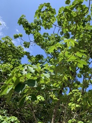 Pseudobombax grandiflorum