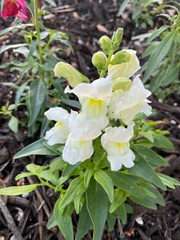 Antirrhinum