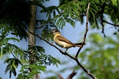 Pachyramphus aglaiae