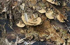 Oxychaete cervinogilva