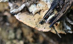 Oxychaete cervinogilva