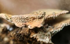 Oxychaete cervinogilva