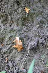 Trichosurus vulpecula