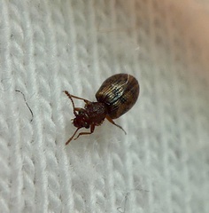 Derodontus esotericus