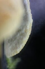 Truncospora ochroleuca