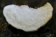 Truncospora ochroleuca