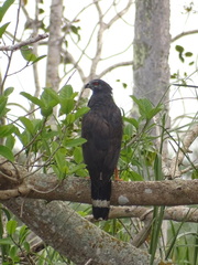 Geranospiza caerulescens