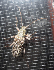 Anthophylax attenuatus