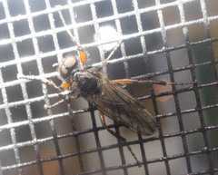 Bibio xanthopus