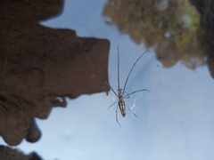 Tetragnatha laboriosa