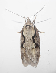 Semioscopis packardella