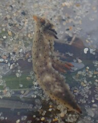 Polycera melanosticta