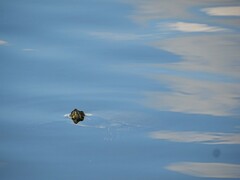 Trachemys venusta iversoni