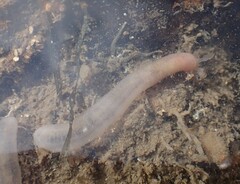 Leptosynapta