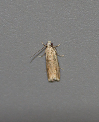 Bactra