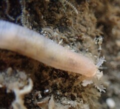 Leptosynapta