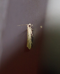 Bactra