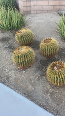 Kroenleinia grusonii