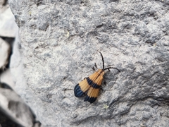 Calopteron