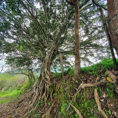 Ficus
