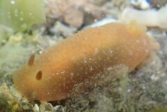 Doriopsilla carneola