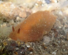 Doriopsilla carneola