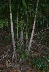 Ptychosperma macarthurii