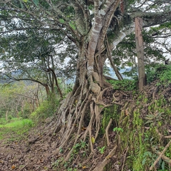 Ficus