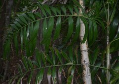 Ptychosperma macarthurii