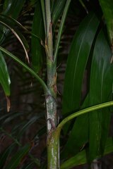 Ptychosperma macarthurii