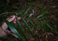 Ptychosperma macarthurii