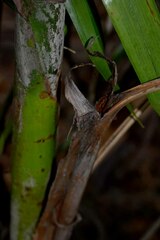 Ptychosperma macarthurii