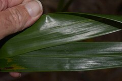 Ptychosperma macarthurii