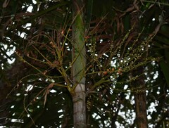 Ptychosperma macarthurii