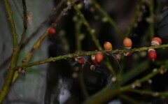 Ptychosperma macarthurii