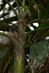 Ptychosperma macarthurii