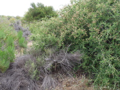 Ceanothus leucodermis